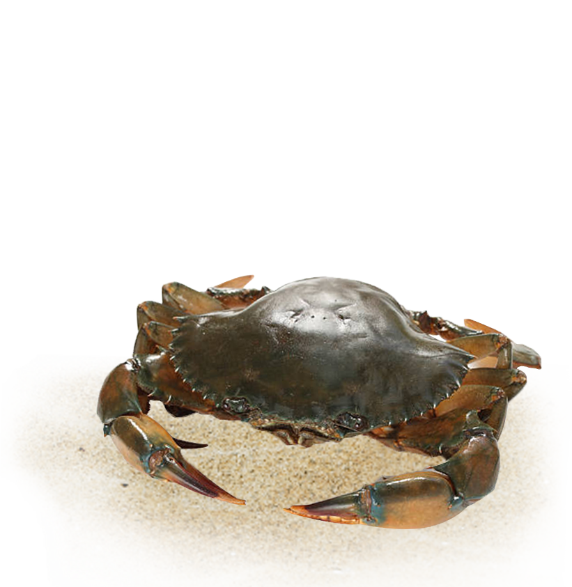 crab farming
								