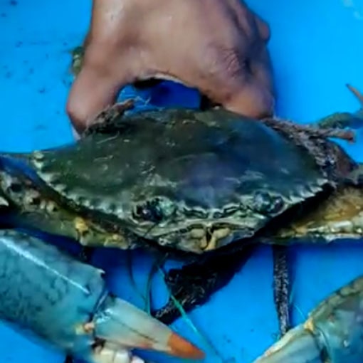 crab exporters 